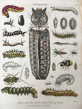 Encyclopaedia Londinensis Original Hand coloured Copper Plate 1804 Insect Pupae