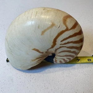NAUTILUS  Seashell tiger Full Shell sea Shell 6” Plus Chambered Beautiful - Picture 1 of 15