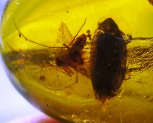 Varios insectos fósiles en ámbar de la República Dominicana  - Imagen 1 de 6