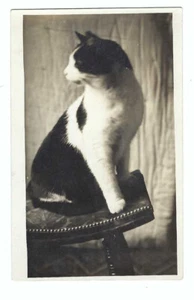 RPPC Cat Sits on Stool - Picture 1 of 1