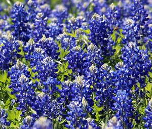 TEXAS BLUEBONNET Lupinus Texensis - 1,000 Bulk Seeds - Picture 1 of 1