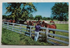 Blue Grass Horse Farm In Kentucky. Postcard (O1) - Picture 1 of 2