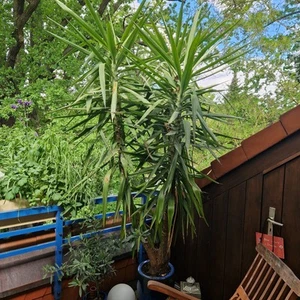 Gut Gepflegte Yuccapalme für Garten oder Pool für karibischen Feeling abzugeben - Bild 1 von 1