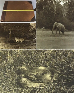 INDIAN wildlife at watering hole c1920 FASCINATING album of 77 large photographs - Picture 1 of 24