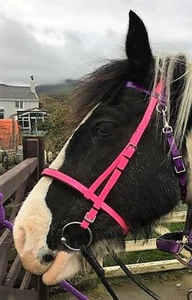 Perfeq Neon Pink and Neon Purple Traditional English Cavesson Bridle - Picture 1 of 4