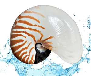Chambered Tiger Nautilus Seashell for Display/NAUTILUS POMPILIUS for Coastal - Picture 1 of 13