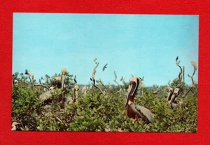 Garzas pelícanos de Estados Unidos garcetas anidando en FLORIDA TROPICAL postal pájaro árbol mar - Imagen 1 de 2