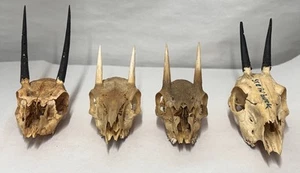 4x Taxidermy Stein Buck Steenbok Antelope Skull Mount Africa Safari Hunt RARE - Picture 1 of 5