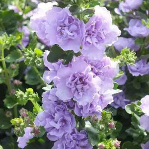 Blue Bacopa Hollyhock 25 Seeds Perennial Pollinator Non-GMO FRESH - Picture 1 of 1