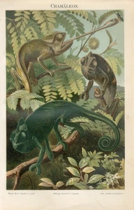 1895 CHAMELEON BEE Antique Chromolithograph Print - Picture 1 of 1