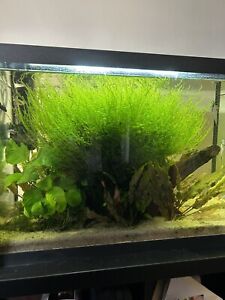 20g+ Java Moss SHRIMP SAFE Live Aquarium Plant Tropical Fish Tank - Good For Fry