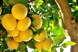 10 SEMI DI POMPELMO   +OMAGGIO - Imagen 1 de 1