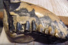 Dinosaur..!?!  3 INCH Partial Upper Jaw Bone with Teeth Fossil  