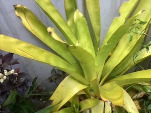 ACHMEA Blanchetenia - Picture 1 of 2