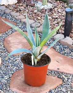 LANDSCAPE QUALITY Medium Size Blue Agave Americana Century Plant, Cactus 16" 3A - Picture 1 of 4
