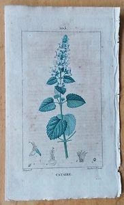Menta para gato Cataria Chaumeton impresión original coloreada botánica - 1814 - Imagen 1 de 1