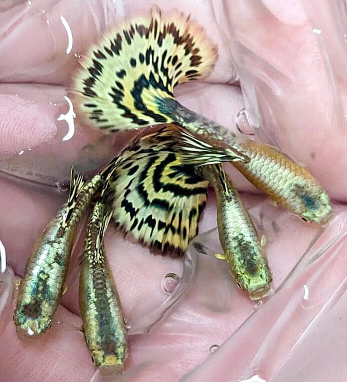 Live Aquarium Guppy Fish – Yellow Tiger Halfmoon Breeding Pair (USA)