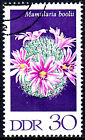 Deutschland DDR gestempelt Blume Pflanze Kaktus Kaktee Mammillaria Boolii / 2807