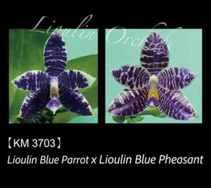 Phal. Lioulin Blue Parrot x Phal. Lioulin Blue Pheasant - 1.7" Seed Grown - Picture 1 of 2