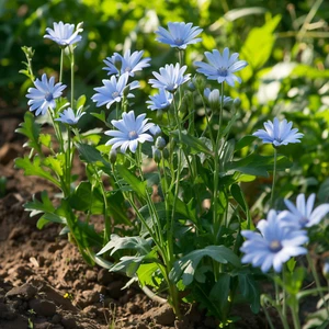Chicory Seeds, Italian Heirloom, Non-GMO, Perennial Herb, Free Shipping - Picture 1 of 3