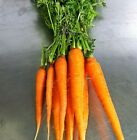 Baby Dutch Carrots - 100 Seeds > Organic >Heirloom > Vegetables >Garden 