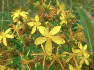 50 semillas de hierba de San Juan (Hypericum perforatum) - Imagen 1 de 2