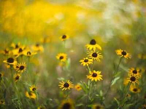 Canon EF Fit Lens Helios 44-2 58mm F2 Vintage Swirly Bokeh Zeiss Biotar VGC - Picture 1 of 12