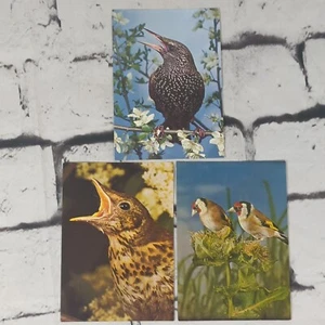 Birds Wildlife Vintage Postcard Lot of 3 - Picture 1 of 7