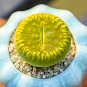 1-1.5cm 1PCS Aucampiae Ssp. Euniceae Bellaketty Indoor and Outdoor Planting Rare - Picture 1 of 9