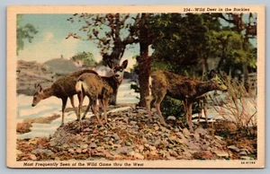 Postkarte Wilde Hirsche in den Rocky Mountains am häufigsten gesehen Wild in Colorado CO - Bild 1 von 2