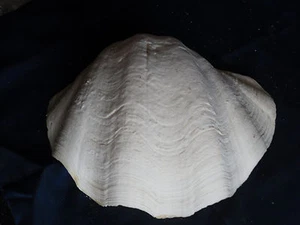 Tridacna gigas - half-shell 8 1/4" X 6" from Majuro in the S Pacific Ocean - Picture 1 of 7