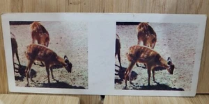 True To Life Stereo Weet Bix 🏆1964 #6 ANTELOPE  Picture Card🏆 - Picture 1 of 2