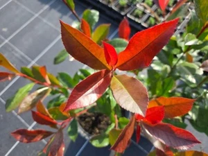 Glanzmispel Photinia fraseri 'Carré Rouge' 40 - 60 cm, 4 L Topf - Bild 1 von 6
