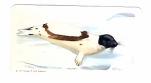 SATTELRÜCKENSIEGEL ~ 1960 Brooke Bond Tee Tiere von Nordamerika Karte ~ KOSTENLOSER VERSAND - Bild 1 von 2