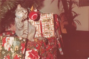 Originalfoto 3,5x5 Haustier Katze unter Weihnachtsbaum Geschenke H121 #50 - Bild 1 von 2