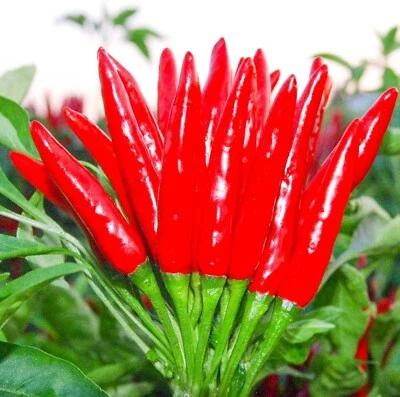 THAI HOT PEPPER Bird CHILI SEEDS 50+ VERY FRESH Non-GMO Capsicum frutescens FAST - Image 1 of 4