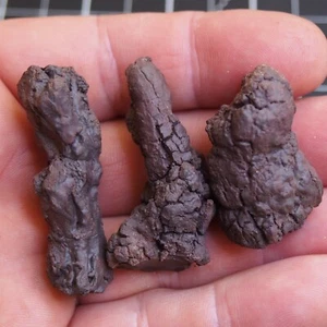 3 Stück 60gr Koprolit Limonit Mineral Natur Dinosaurier Mist Kot Fossil 480 - Bild 1 von 5