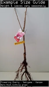 Flowering Cherry - Sekiyama - Kanzan (Prunus serrulata) Tree Plant (Grafted) - Picture 1 of 2
