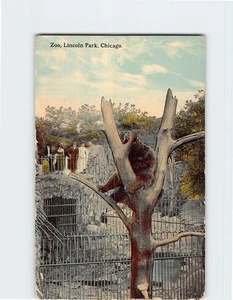 Postcard Zoo Lincoln Park Chicago Illinois USA - Picture 1 of 2