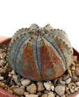 Euphorbia obesa BROWN MARKS 15
