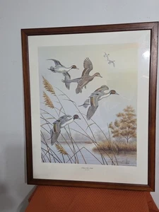 Dave Chapple OTOÑO NIEBLA PINTAIL Firmado Impresión Patos Enmarcados 24" X 29.5" - Imagen 1 de 9