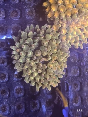 Arco Iris 🌈 Anémona Punta Burbuja 2-3" pulgadas Coral Vivo RBTA Tanque Elevado  Foto 1 de 2