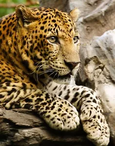 Impresión fotográfica cautivadora de LEOPARD 8X10 - Imagen 1 de 1