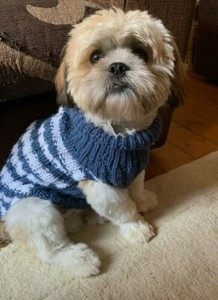 shih tzu in clothes