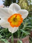 20 Daffodil 'Rainbow' Bulbs (Narcissus) Free Postage UK