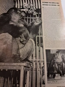 Artikel Buschmann der Gorilla hat Geburtstag im Chicagoer Zoo - Bild 1 von 1