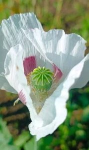 Schlafmohn Papaver somniferum 'Suffolk' - Bild 1 von 3