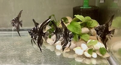 6 Blue Marble Angelfish fish 1/2 dollar (1.2") Size. Free overnight shipping - Image 1 of 2