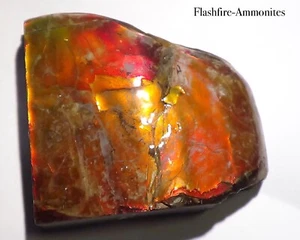 825 Carat! I Sammler Ammolite /Drachenschuppe Rot Grün-Golden-Orange   + VIDEO - Picture 1 of 8