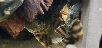 L397 Alenquer Tiger Plecos 5x Breeding colony Pick Up Only - Image 1 of 4